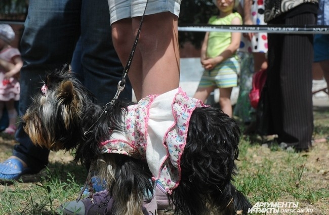 Почти четыре десятка собак разных размеров и с разным уровнем дрессировки стали участниками этого костюмированного события.