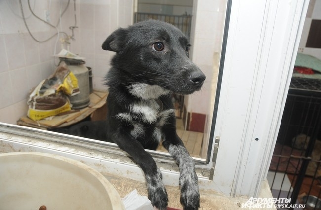 Несмотря на усилия волонтёров, бездомных собак в Омске меньше не становится, и приют всегда переполнен.