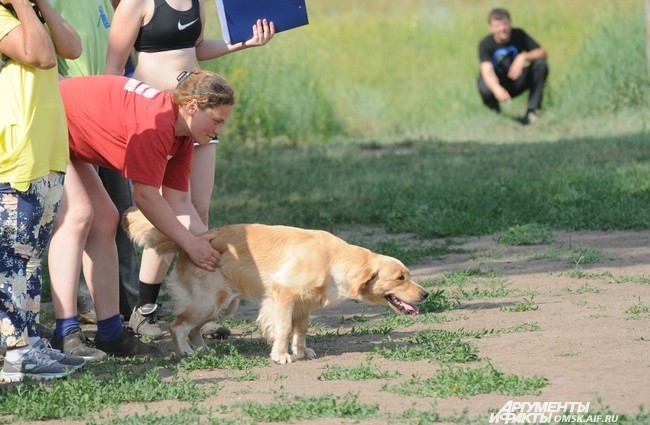 Аджилити для России относительно новый вид спорта с собакой, который был изобретен в Англии в конце 70-х годов. 