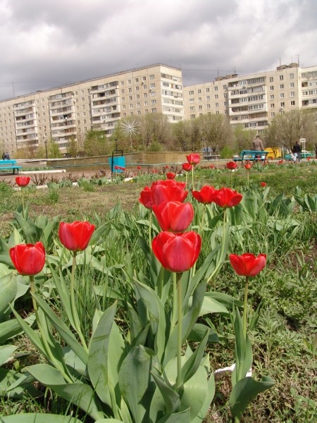 Городские тюльпаны