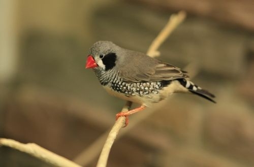 Амадины - одни из самых певучих комнатных птиц
