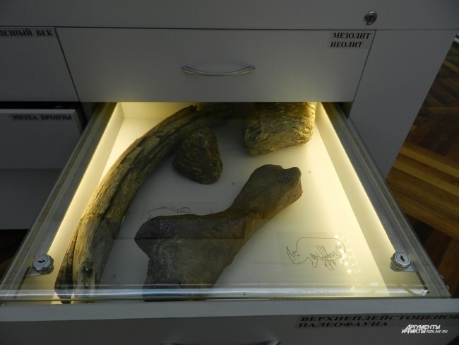 Ископаемые кости доисторических животных - мамонта и шерстистого носорога