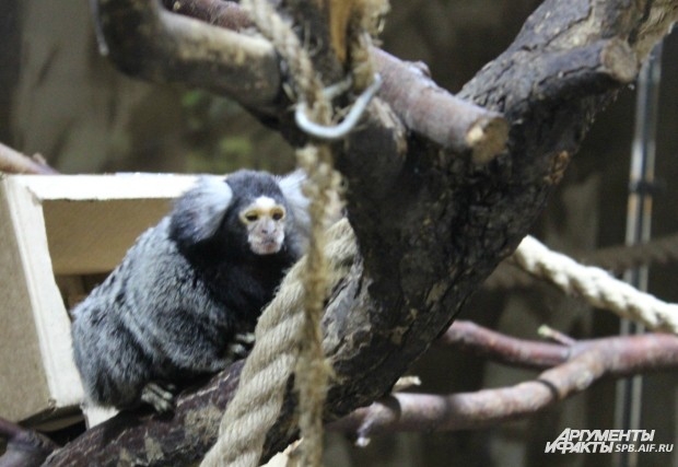 Игрунка (самая маленькая в мире обезьяна)