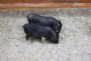 Мини-пиги - самые дружелюбные животные зоопарка