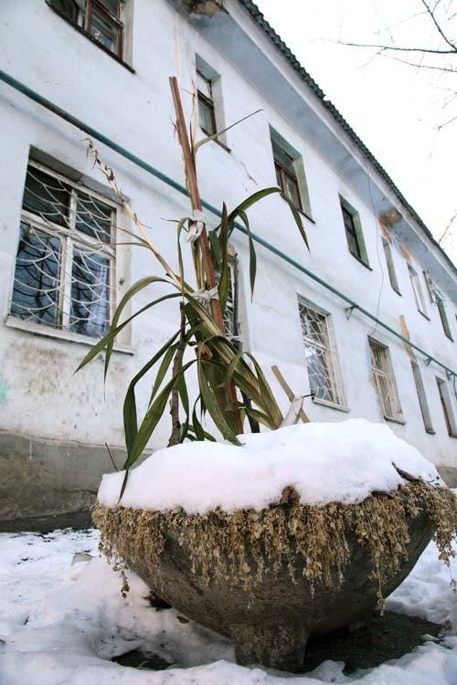 Изысканный бетонный вазон для озеленения внутридворовой территории дома на улице Тернопольской.