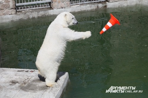 В конце мая белые медведи начинают свой купальный сезон. К этому времени работники челябинского зоопарка готовят для мишек специальные игрушки: пластмассовые конусы, мячи для игры в пляжный волейбол, садовые бочки, которые звери крутят лапами. В настоящее