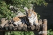 Челябинский зоопарк участвует в международных программах по сохранению исчезающих видов животных: «Программа по сохранению амурского тигра», «Программа по сохранению дальневосточного леопарда». Полученное потомство диких кошек передается в зоопарки России