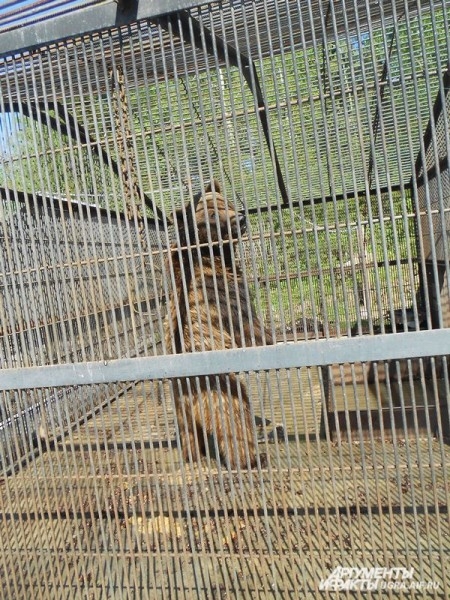 Тогда браконьеры убили медведицу в лесах Нижневартовска. Одного из сирот-медвежат и приютили в Шапше. 