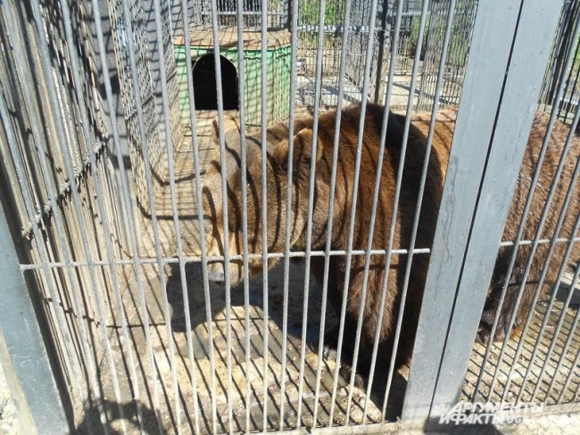 Старейший обитатель урочища – медведь Степан. В этом году ему исполнилось 12 лет.