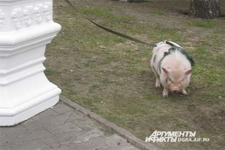 Другие в это время познавали животный мир. Познакомились с кроликами, маленьким поросенком, петухом и другими животными.