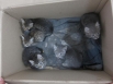 Отдам котов в хорошие руки. Телефон: 066 380 98 75