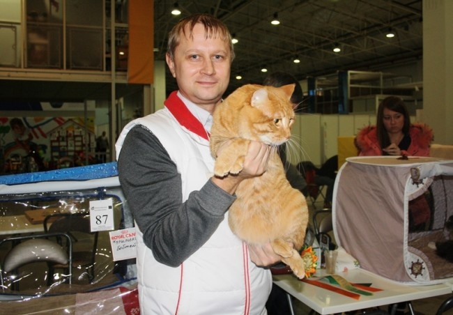 Хозяин победителя с гордостью демонстрирует кота. Курильский бобтейл — российская порода короткохвостой кошки. Интересно, что у этой породы короткий хвостик.