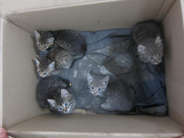 Отдам котов в хорошие руки. Телефон: 066 380 98 75