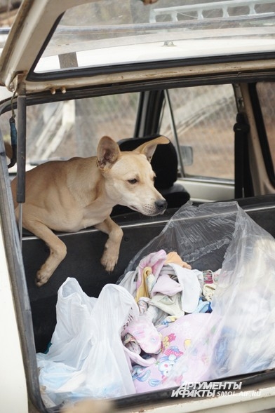 На даче Федотовых брошенные собаки обрели не только дом, но и автомобиль (правда, совсем старенький и не совсем на ходу)