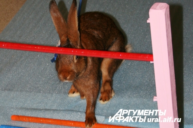 2.	Кролик породы Бельгийский заяц по кличке Зверюга отличился особой сообразительностью. На втором этапе забега он попросту вышиб носом средние планки препятствия и проскакал в образовавшуюся брешь. 