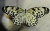 Бабочки - существа гармоничные