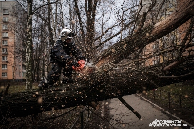 Ураганом в Петербурге повалило больше ста деревьев