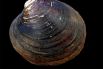 Головоногие моллюски неопилины зародились на Земле 355-400 миллионов лет назад. Они обитают в Тихом, Индийском и Атлантическом океанах на глубинах от 1800 до 6500 метров. Обнаружены эти существа были лишь в 1957 году.