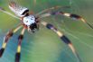 Паук Nephila считается старейшим на планете – учёные полагают, что этот род зародился около 165 миллионов лет назад. Кроме того, он является самым большим плетущим паутины пауком. Они обитают в Австралии, Азии, Африке, Америке и на острове Мадагаскар.