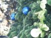 Новогоднее дерево украшают более 800 шаров белого, серого и синего цвета, а на верхушке закреплен шпиль.
