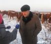 Директор агрофирмы Сергей Эйриян: «Наши лошади очень просты и неприхотливы, под присмотром пастухов ходят по полям, едят всё, что даёт природа, и чувствуют себя прекрасно»