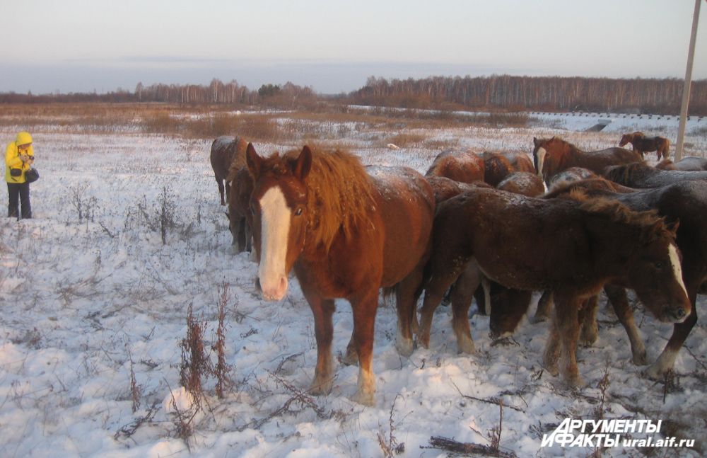 Белая полоса на морде – один из признаков русского тяжеловоза