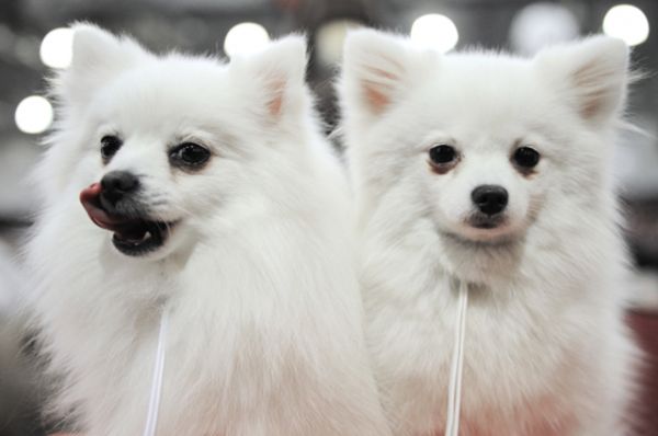 Собаки породы белый малый немецкий шпиц на шоу чемпионов российской кинологической федерации.