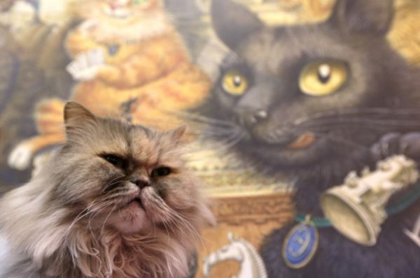 В ноябре в Санкт-Петербурге было открыто выставочное пространство «Республика кошек», в котором объединились клуб, арт-кафе, библиотека и, конечно, площадка для самых красивых кошек города.