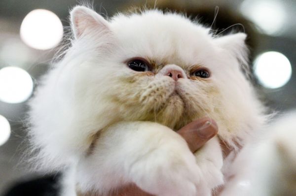 В декабре в Москве состоялось мероприятие «Гран-при Royal Canin», крупнейшая в мире выставка кошек. На этот раз Гран-при собрал 2000 участников. В номинации лучший котёнок победу одержал кот персидской породы.