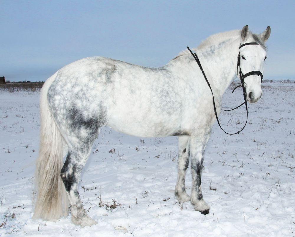 Красавица Сербия