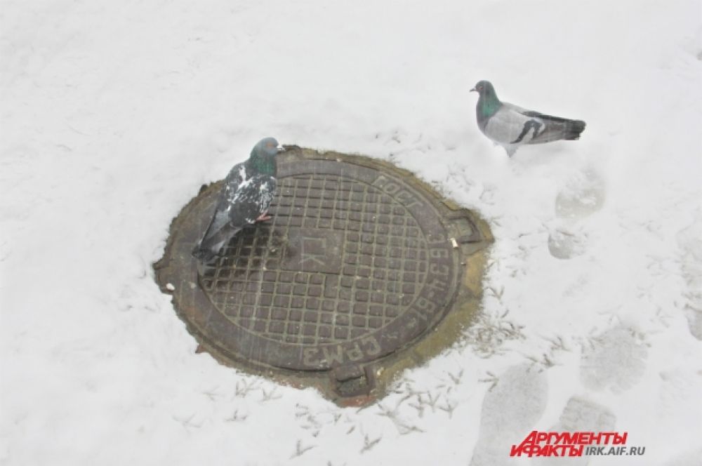 А у голубей весна и пора ухаживаний. Еще бы, на улице всего -7!