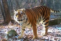 Тигрица Варвара, мать двоих тигрят.