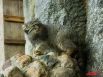 Большой популярностью в Московском зоопарке пользуются манулы. Разводить в неволе этих диких кошек очень трудно, однако в трёх зоопарках, в том числе Московском, это удалось.