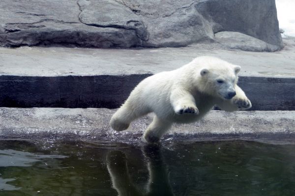 В вольерах Московского зоопарка можно встретить и белых медведей. Они тоже размножаются прямо на территории, а потому посетители часто наблюдают «выступления» медвежат.