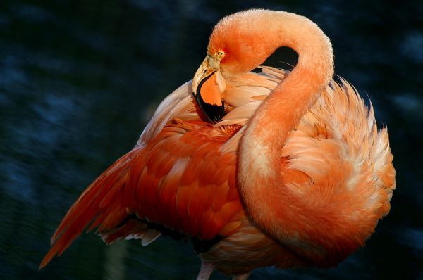 Одной из основных экспозиций зоопарка долгое время остаётся вольер фламинго.