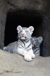 В экспозиции Московского зоопарка среди прочих представлены бенгальские тигры. Они размножаются в вольерах, а потому посетители регулярно имеют возможность увидеть маленьких тигрят.