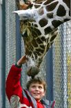В день этот жираф съедает около 30 килограмм пищи. Сотрудники зоопарка утверждают, что он очень любит свежие ивовые ветки и бананы. Самсон умеет различать посетителей по полу и любит внимание публики.