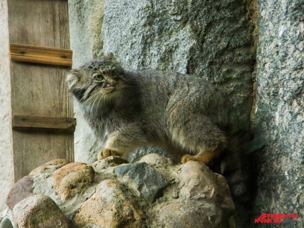 Большой популярностью в Московском зоопарке пользуются манулы. Разводить в неволе этих диких кошек очень трудно, однако в трёх зоопарках, в том числе Московском, это удалось.