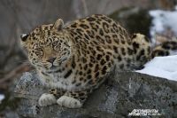 Леопард в естественной среде.