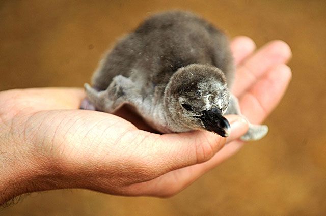 Новорожденный птенец пингвина.