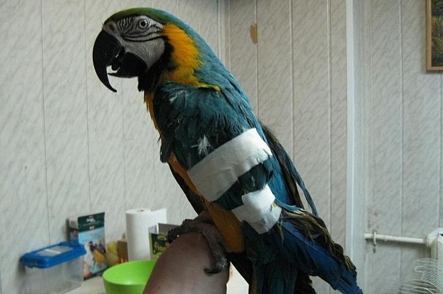 Переломы у попугаев и первая помощь