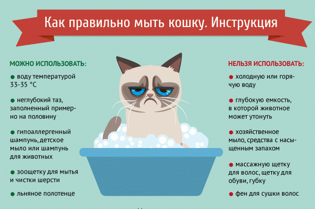 Как правильно мыть кошку. Инфографика | ДОСУГ: Увлечения | ДОСУГ | АиФ  Чебоксары