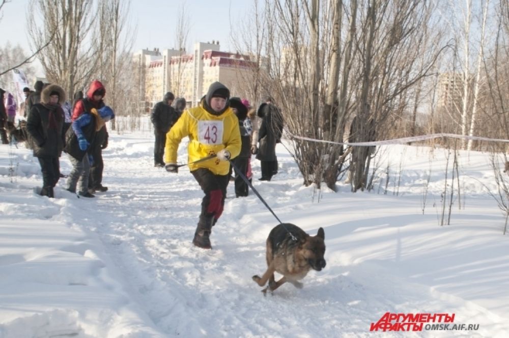 Соревнования по кинологическому спорту прошли в Омске.