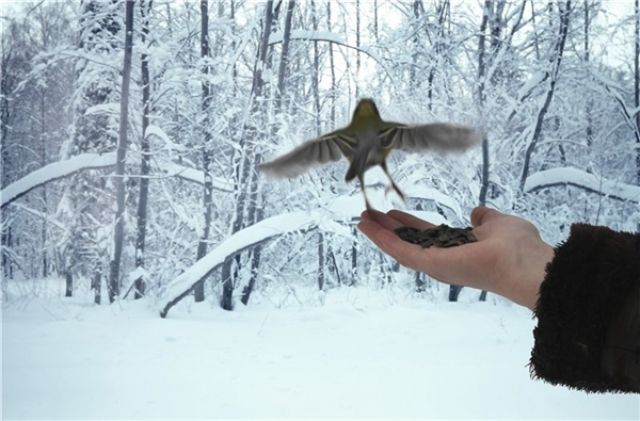 Птицы Нижний Новгород Фото