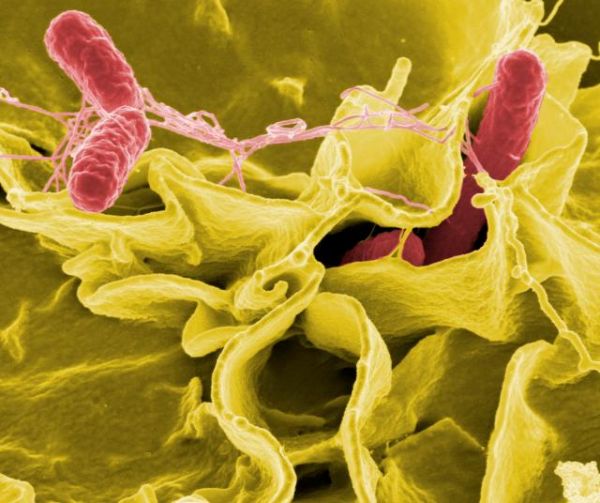 Бактерия сальмонелла. Как правило, обитает в кишечнике животных и человека.