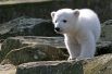 В 2006 году в Берлинском зоопарке родился один самый известный полярный медведь – Кнут. Мать отвергла детёныша, и он был выращен сотрудниками зоопарка, для которого это был первый представитель вида, родившийся за 30 лет.