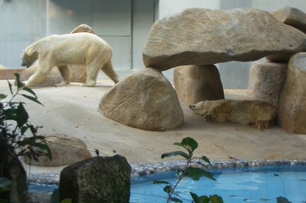 Инука (слева) – талисман своего зоопарка. Поведение и повадки Инуки не сильно отличают его от сородичей. Звездой он стал по месту своего рождения – медведь появился в Сингапуре. Он стал первым полярным медведем, родившимся и выросшим в тропиках. Сейчас Инуке 23 года, и он вполне комфортно чувствует себя в зоопарке Сингапура.