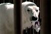 Одним из самых известных полярных медведей в мире был Бинки, живший в зоопарке в Анкорадже. Его обнаружили в 1975 году сиротой на просторах Аляски и привезли в зоопарк, служащие которого выходили медведя. Бинки стал местным героем, попал в международные новости и стал одним из самых популярных животных зоопарка. Он скончался в 1995 году от саркоцистоза.