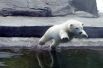 Встретить полярных медведей можно и в Московском зоопарке. Они размножаются прямо на территории, а потому здесь всегда большая популяция, в которой можно встретить и маленьких медвежат.