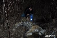 Ещё один убитый тигр.